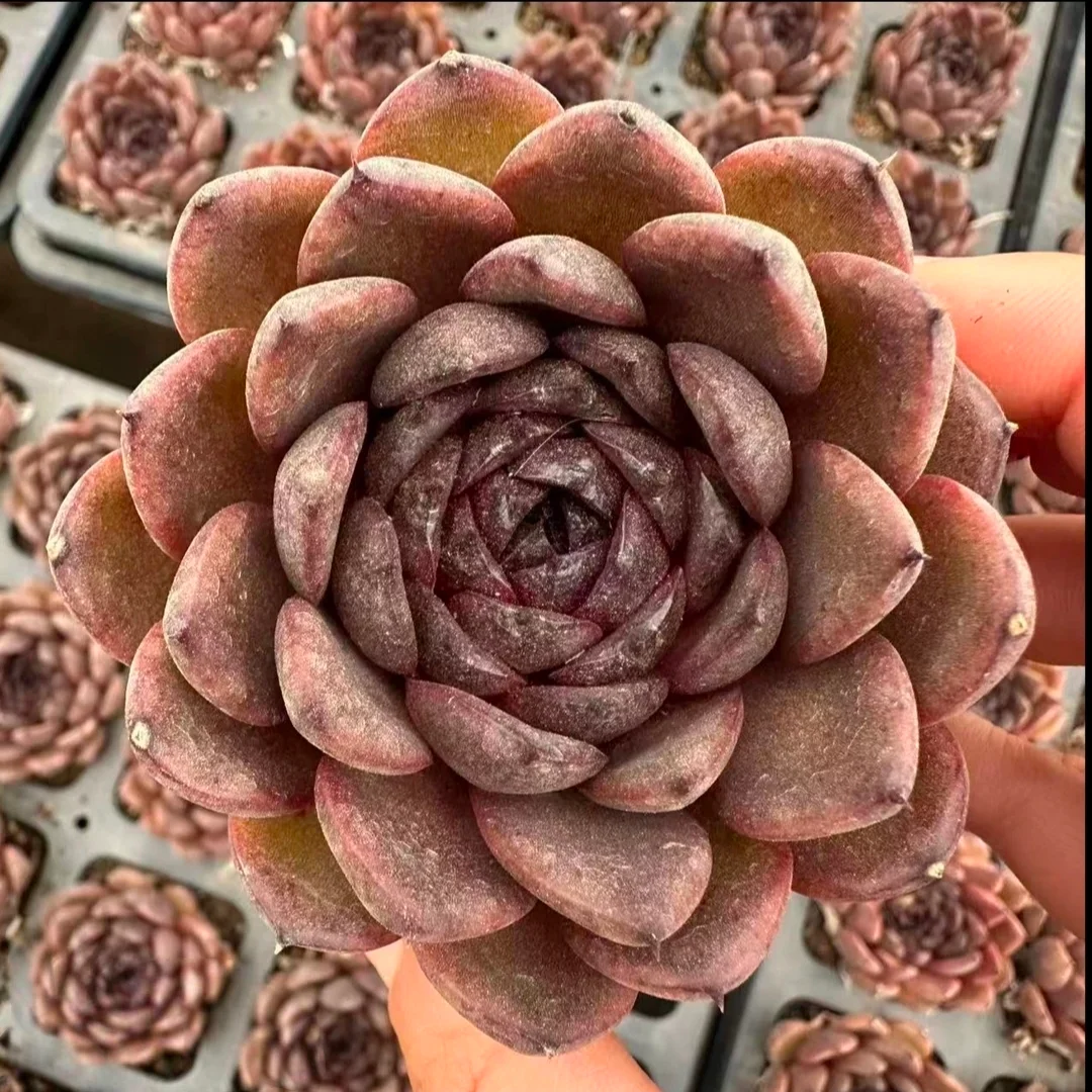 plant Aeonium Echeveria Haworthia  Caudex  Lithops Cactus  Agave 