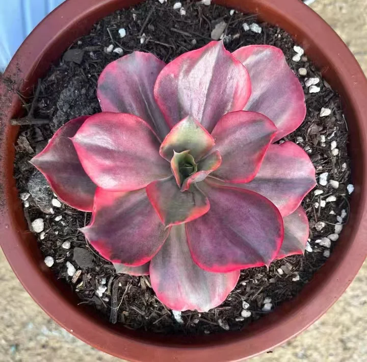 plant Aeonium Echeveria Haworthia  Caudex  Lithops Cactus  Agave 