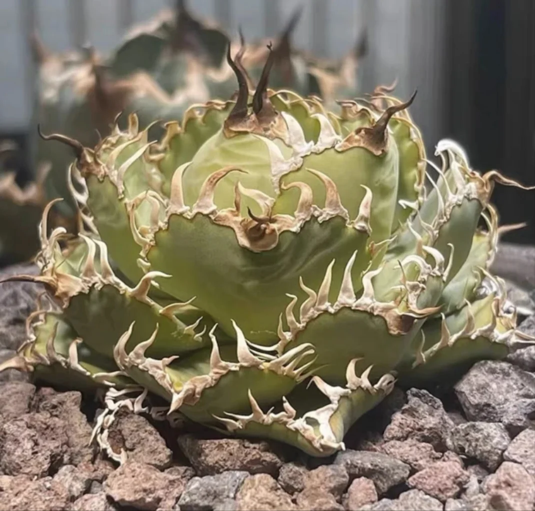 agave31.Agave  Titanota  Filigree /Agave plants/ Succulent plants / Garden landscape / Carefully select healthy plants