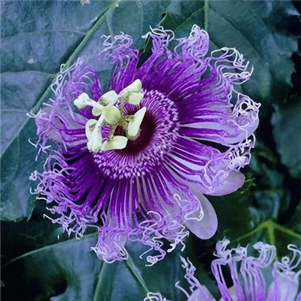 Passionsblumensamen Garten Raritäten Passiflora Incarnata Fruchtpflanzensamen