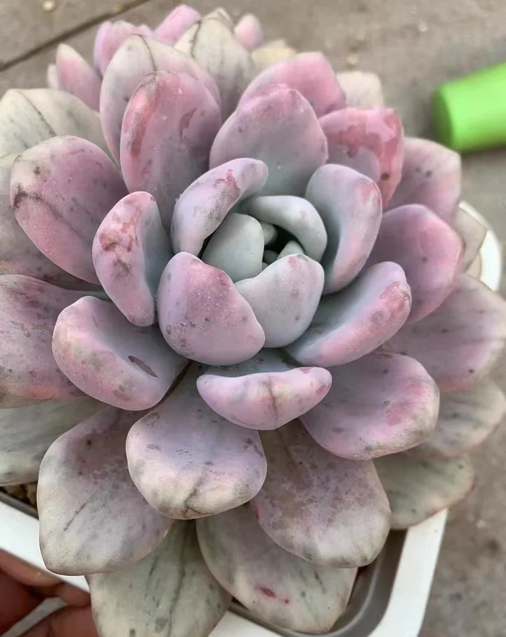 719. Opalina brocade singel head 5-6cm  / Echeveria / Succulent plants / Garden landscape / Carefully select healthy plants