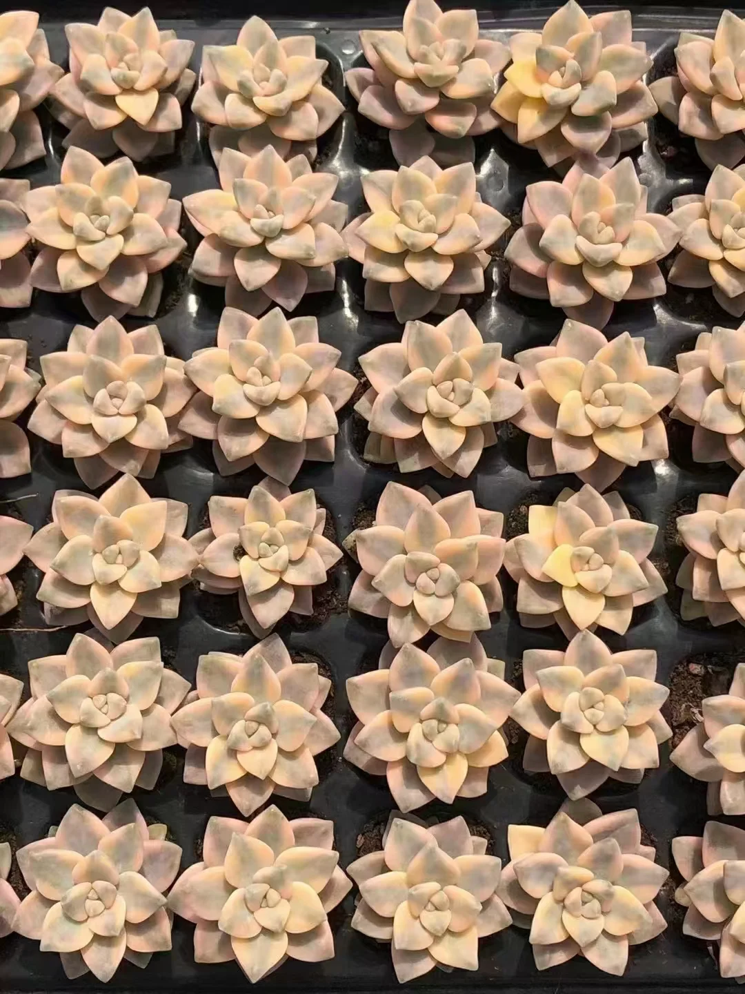 plant Aeonium Echeveria Haworthia  Caudex  Lithops Cactus  Agave 