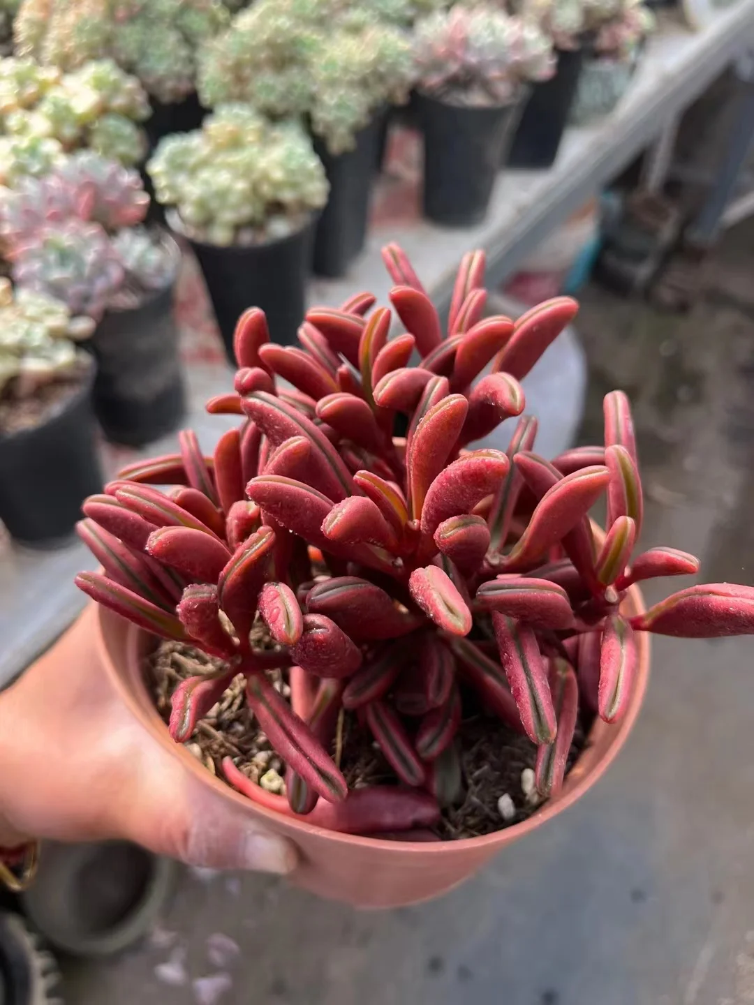 plant Aeonium Echeveria Haworthia  Caudex  Lithops Cactus  Agave 