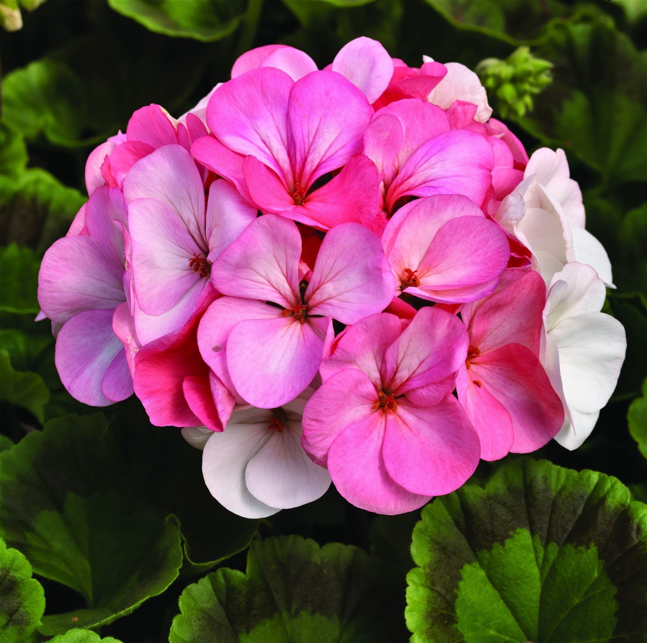 Geranium Maverick Mix Jonyparkseed®