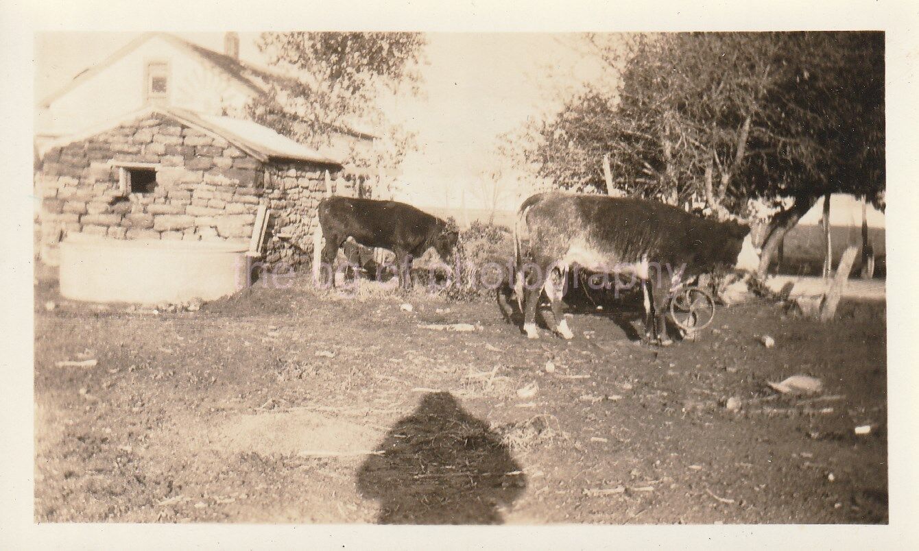 SHADOW AND COWS Vintage FOUND Photo Poster painting bwOriginal Snapshot 810 3