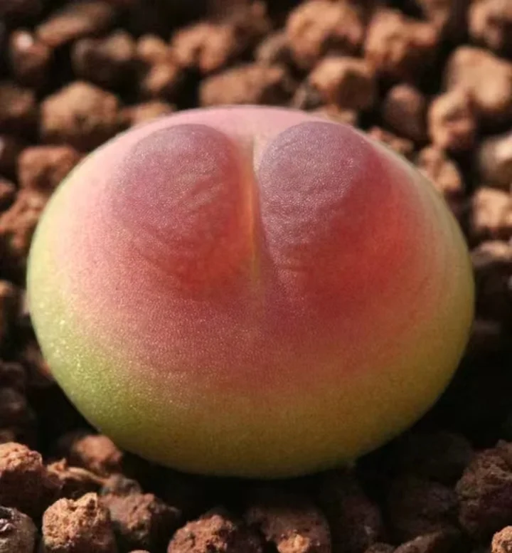843.   Conophytum ratum SH2606  single head / Lithops and Conophytum  /  Succulent plants / Garden landscape / Carefully select healthy plants