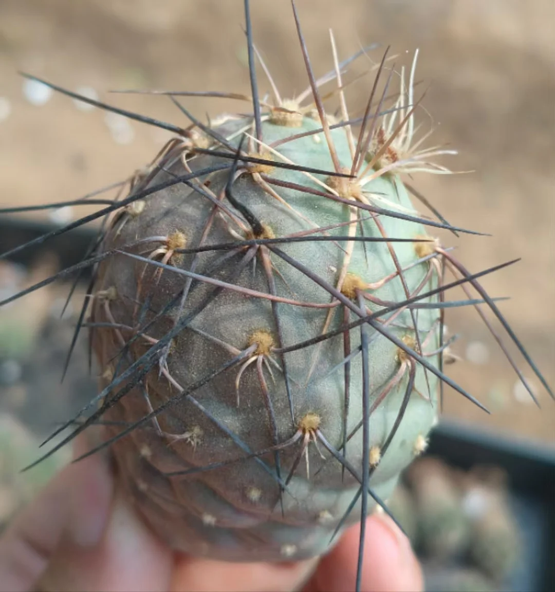 1140. Goose Egg  Tephrocactus geometricus without roots 4-5cm /Cactus plants /Succulent plants /  Garden landscape / Carefully select healthy plants