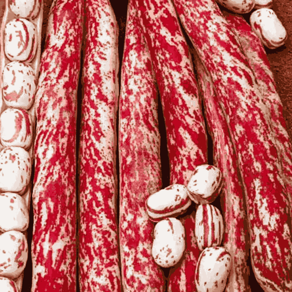 Bush Beans &lsquo;Taylor&rsquo;s Horticultural Red Podded&rsquo; &ndash; Heirloom Dry & Fresh Shelling Beans