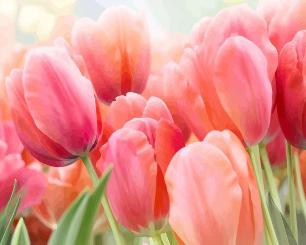 

Coral Pink Tulip – Paint By Numbers - 40*50CM, 501 Original