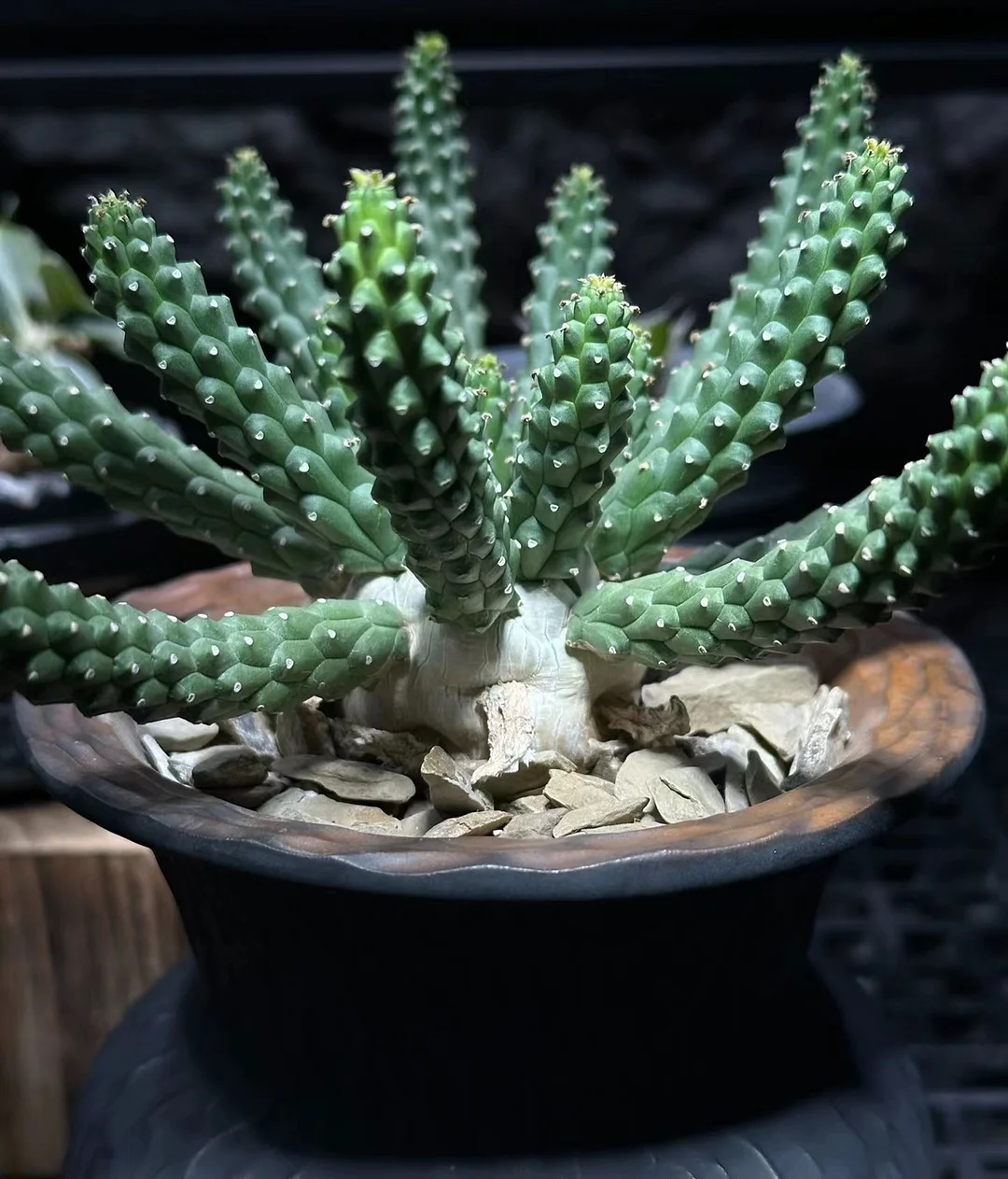 plant Aeonium Echeveria Haworthia  Caudex  Lithops Cactus  Agave 