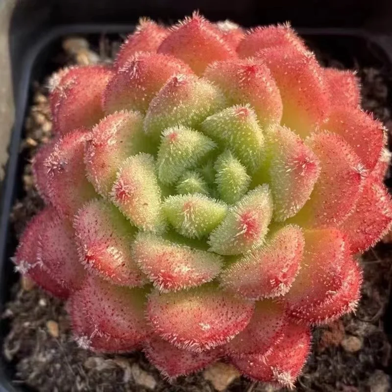 257.Carol   single head  4-5cm / Echeveria / Succulent plants / Garden landscape / Carefully select healthy plants