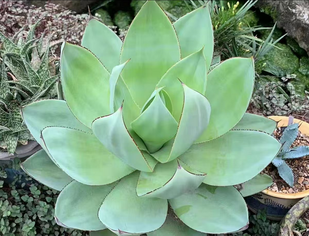 plant Aeonium Echeveria Haworthia  Caudex  Lithops Cactus  Agave 