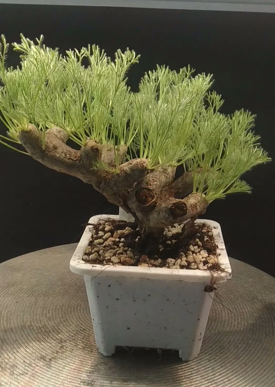 plant Aeonium Echeveria Haworthia  Caudex  Lithops Cactus  Agave 