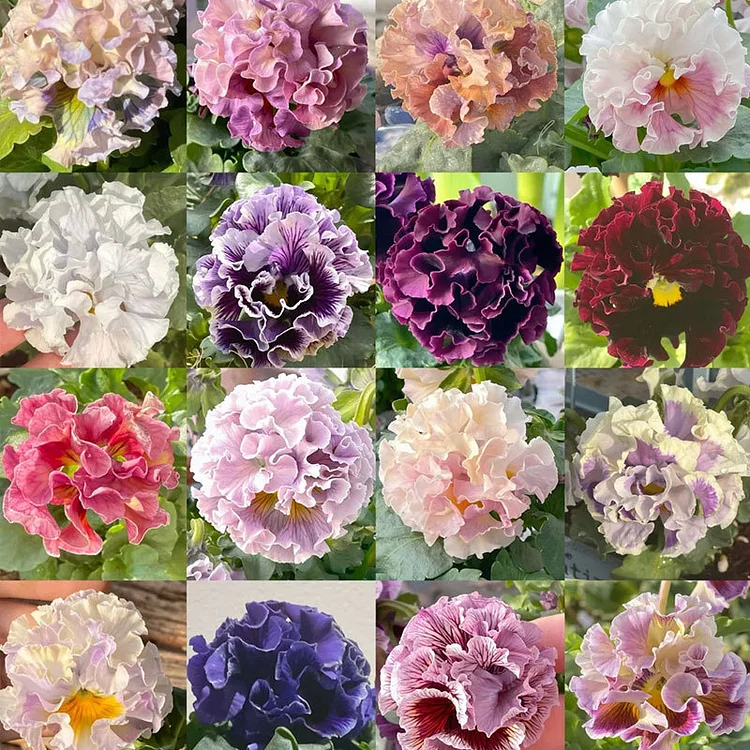 Limited offer: 56% off🚨Mixed pansy seeds
