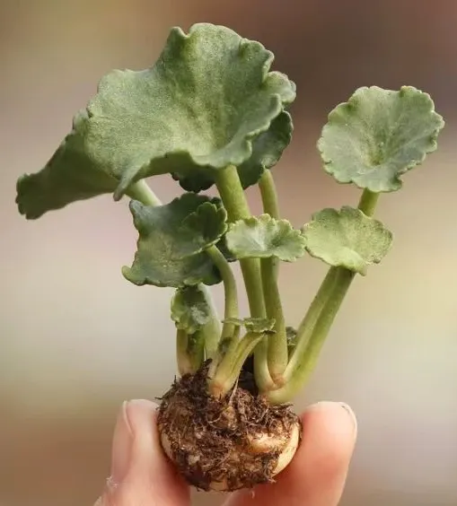 plant Aeonium Echeveria Haworthia  Caudex  Lithops Cactus  Agave 