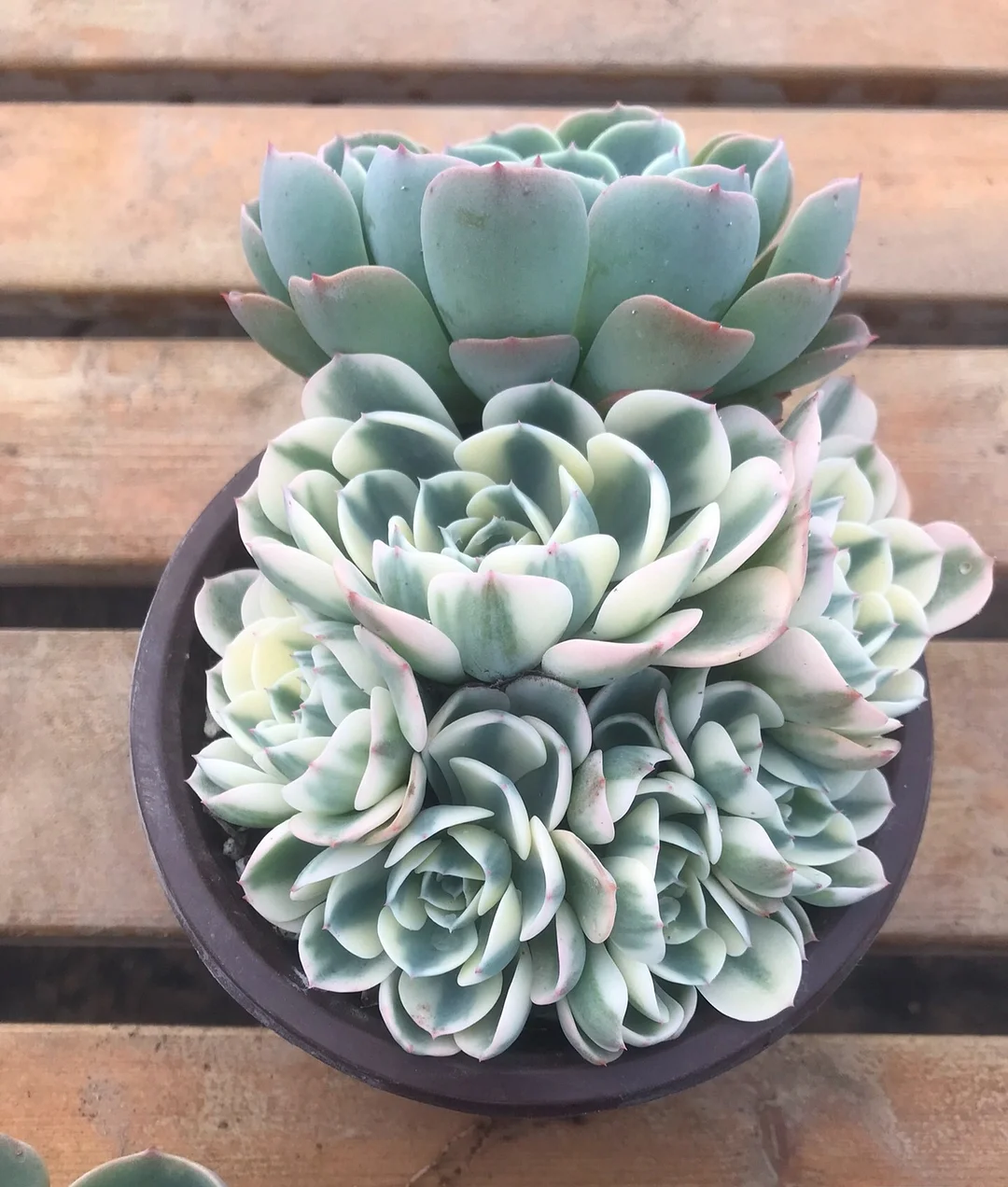 33.1  Echeveria Lenore Dean variation10-12cm 5 heads cluster/ Echeveria/Succulent plants / Garden landscape / Carefully select healthy plants