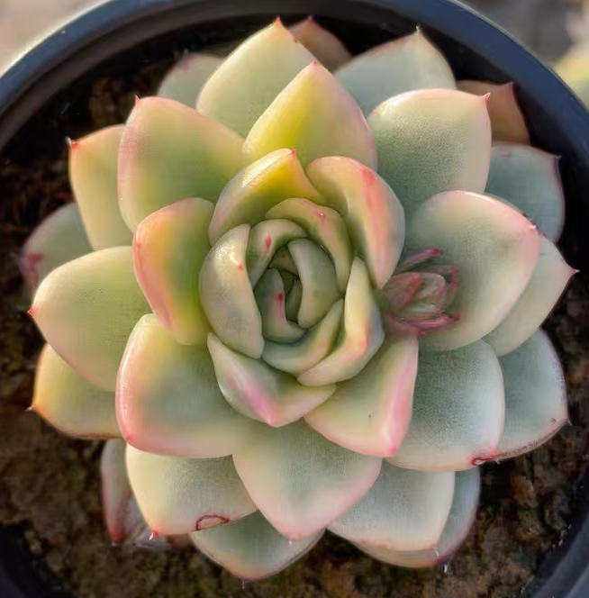 plant Aeonium Echeveria Haworthia  Caudex  Lithops Cactus  Agave 