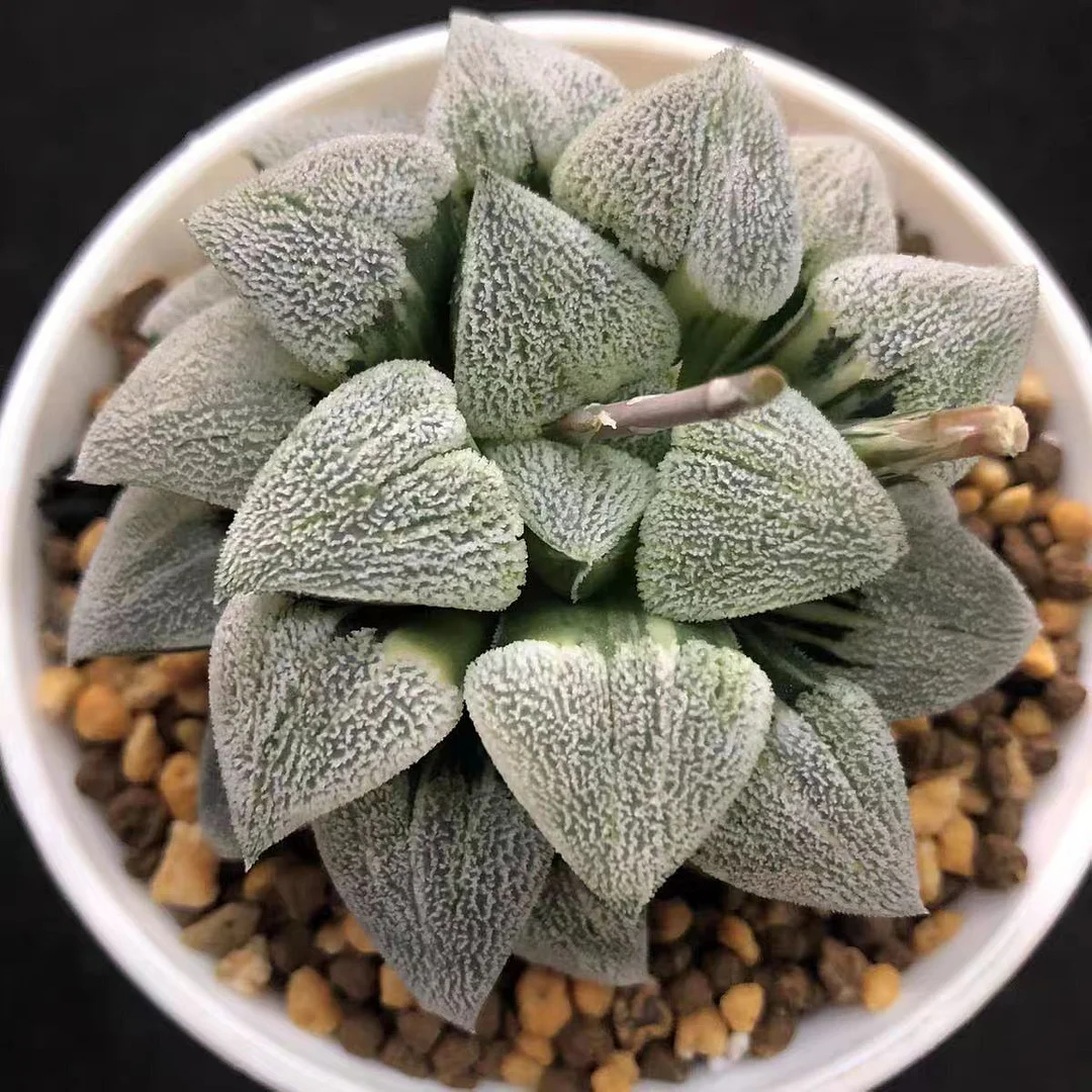 plant Aeonium Echeveria Haworthia  Caudex  Lithops Cactus  Agave 