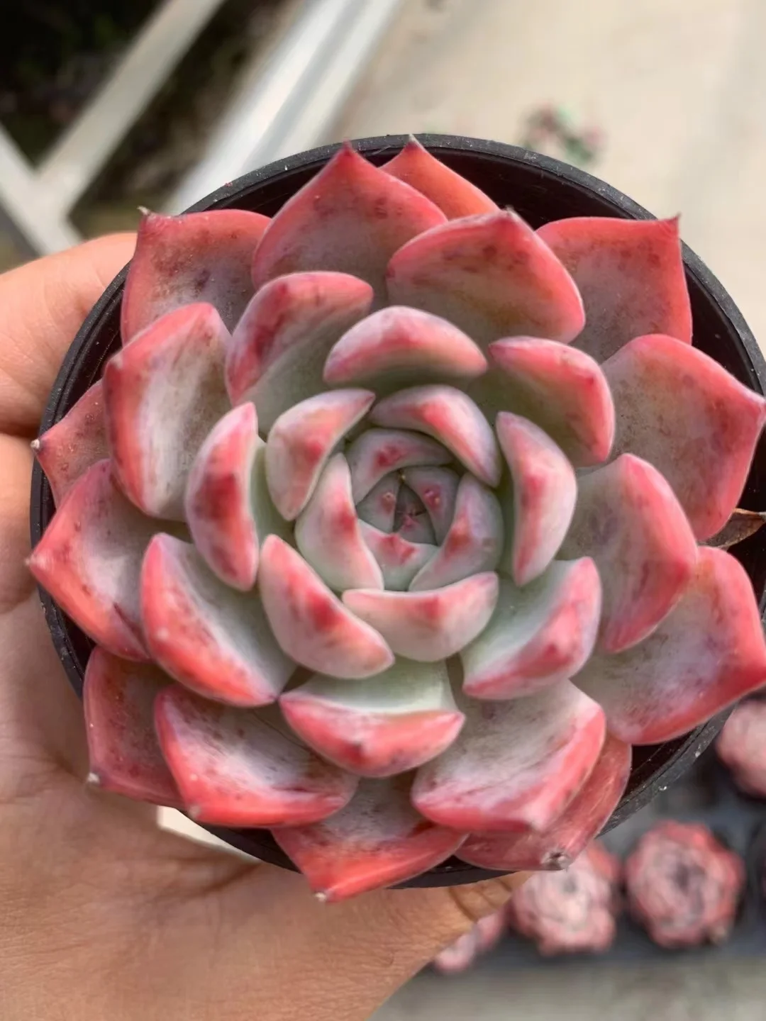 plant Aeonium Echeveria Haworthia  Caudex  Lithops Cactus  Agave 