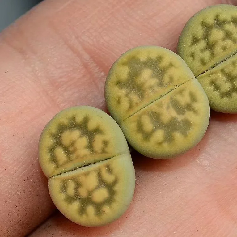 plant Aeonium Echeveria Haworthia  Caudex  Lithops Cactus  Agave 