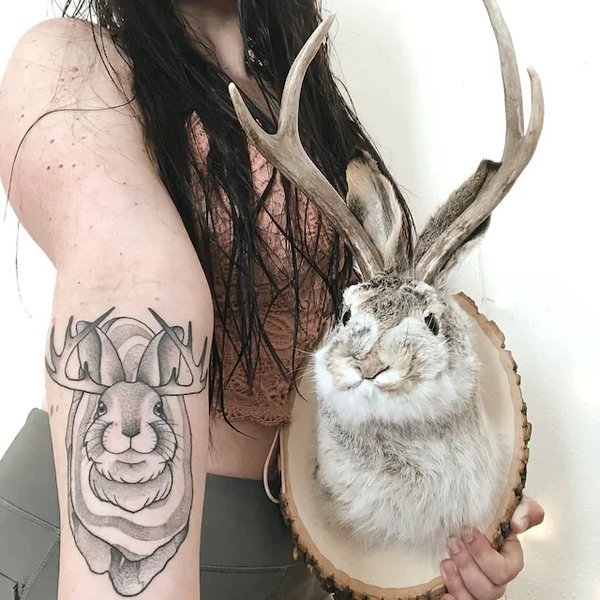 🐰Special >> Jackalope! ! The last legend of the horns🐰