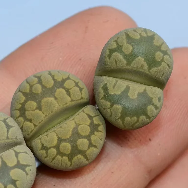 plant Aeonium Echeveria Haworthia  Caudex  Lithops Cactus  Agave 