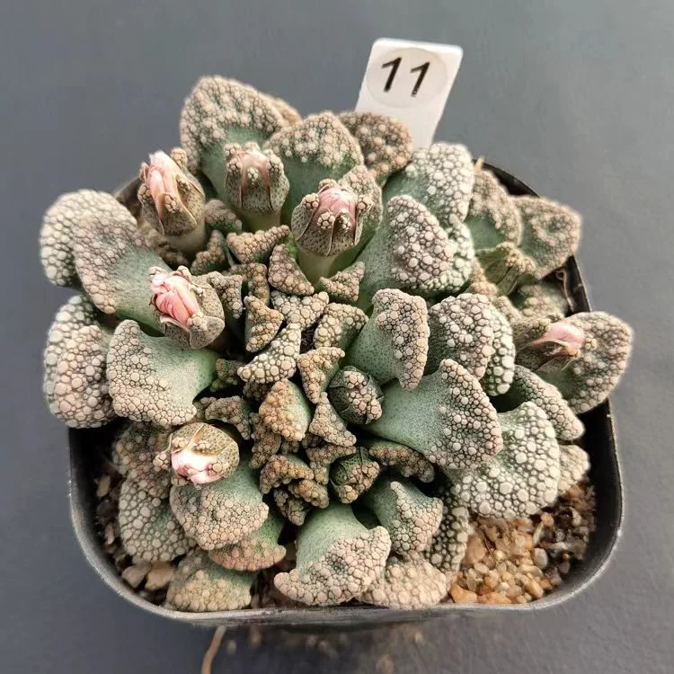 plant Aeonium Echeveria Haworthia  Caudex  Lithops Cactus  Agave 