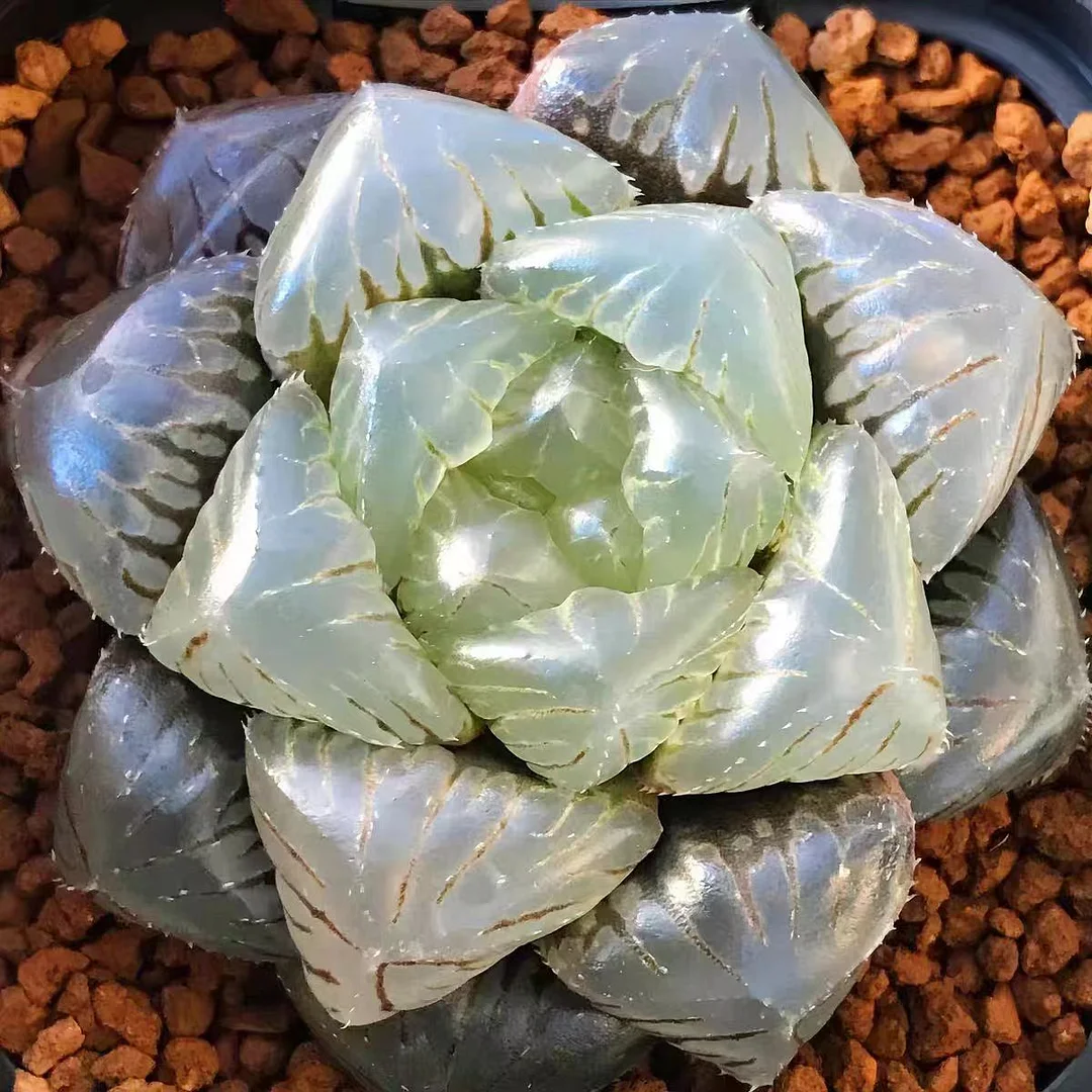 bjbm13. Haworthia cooperi  Polished glutinous rice5-6cm/ Haworthia/ Succulent plants / Garden landscape / Carefully select healthy plants