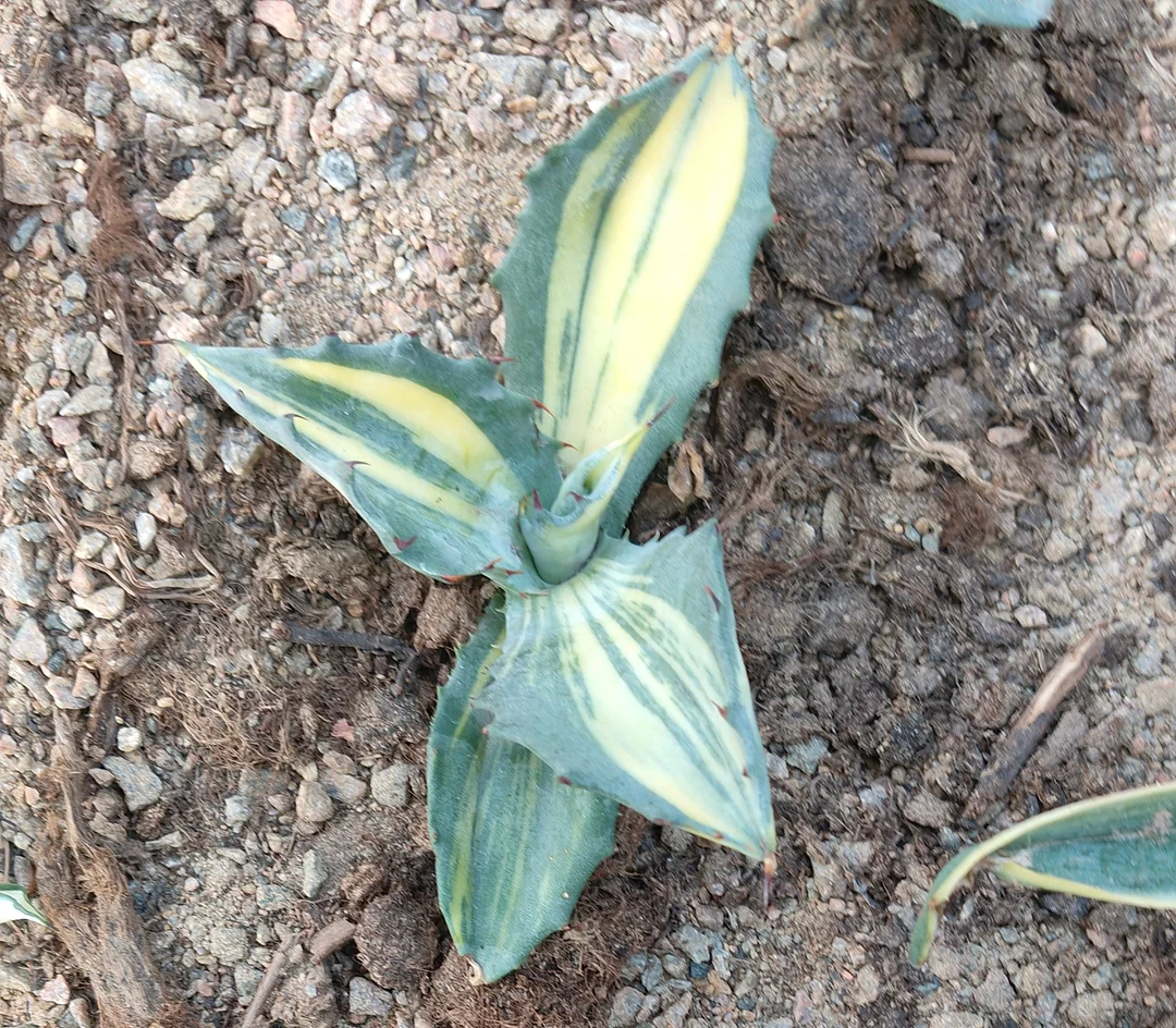 plant Aeonium Echeveria Haworthia  Caudex  Lithops Cactus  Agave 