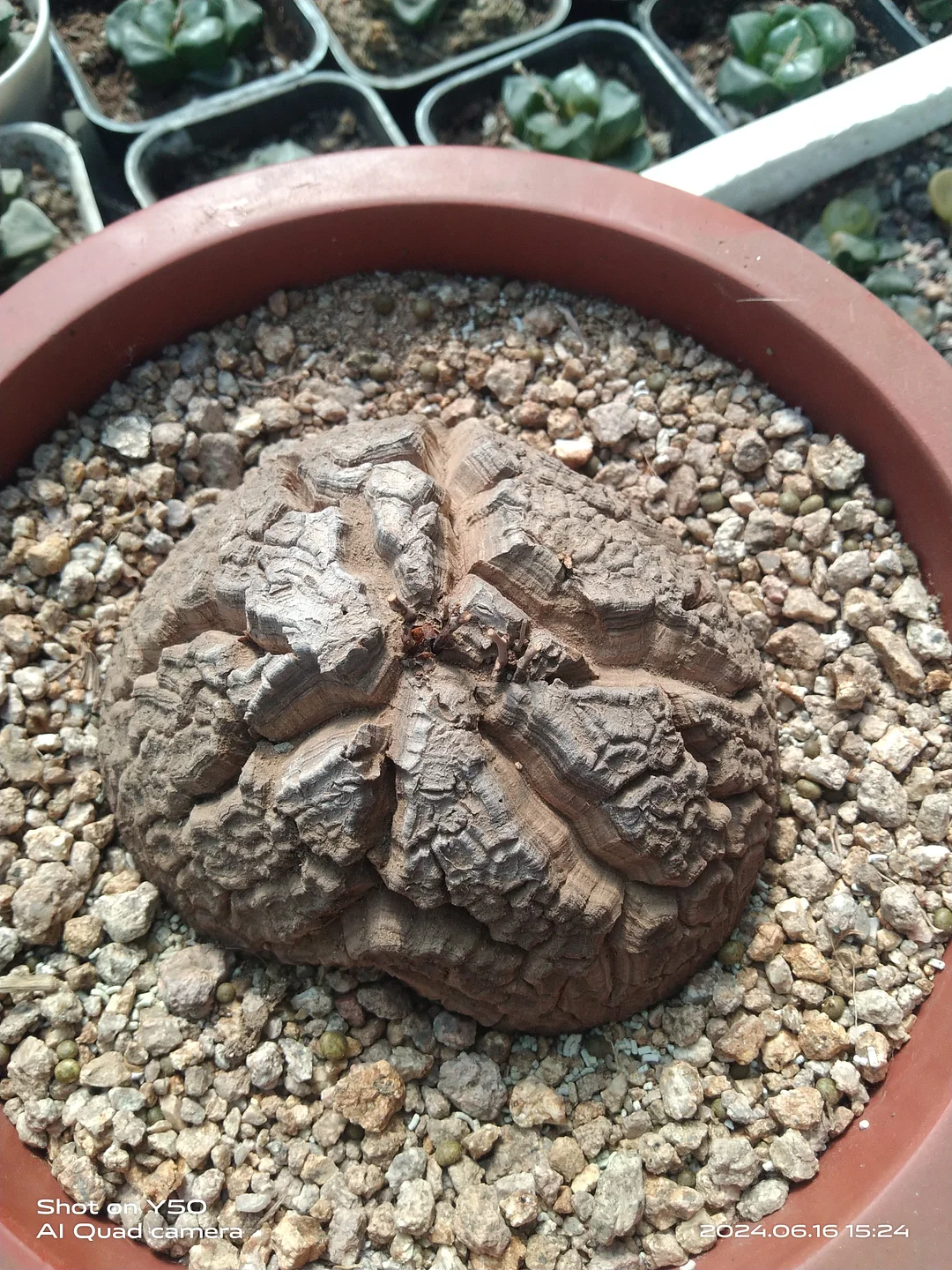 plant Aeonium Echeveria Haworthia  Caudex  Lithops Cactus  Agave 