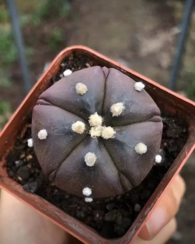 plant Aeonium Echeveria Haworthia  Caudex  Lithops Cactus  Agave 