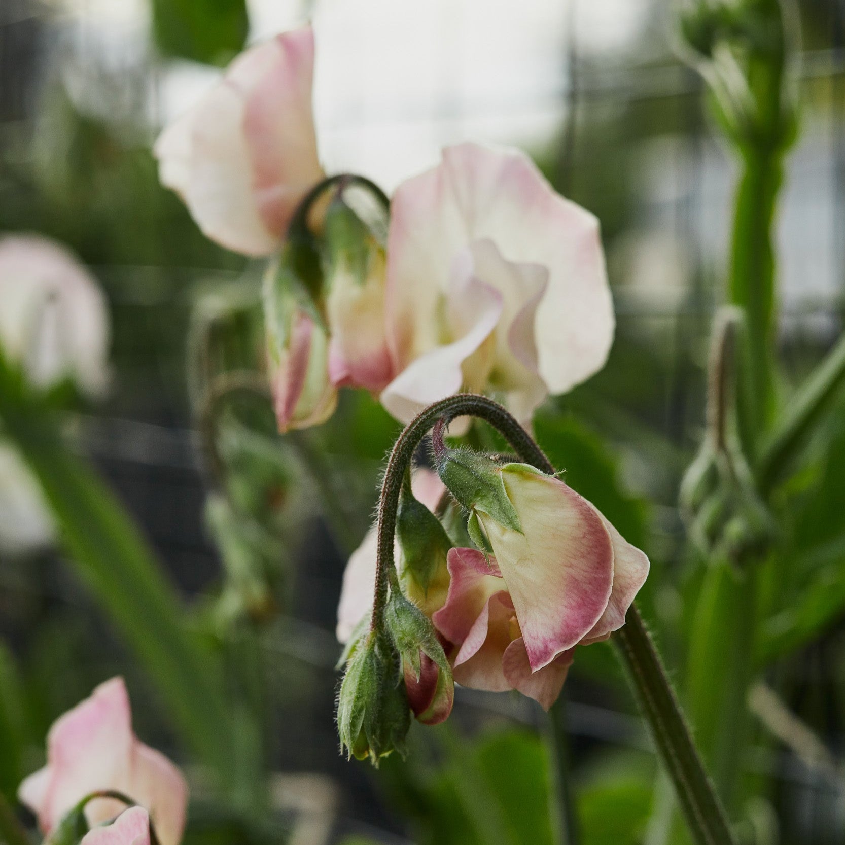 Sweet Pea Bix Flower | X 10 Seeds