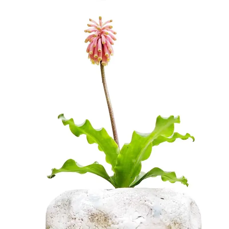 plant Aeonium Echeveria Haworthia  Caudex  Lithops Cactus  Agave 