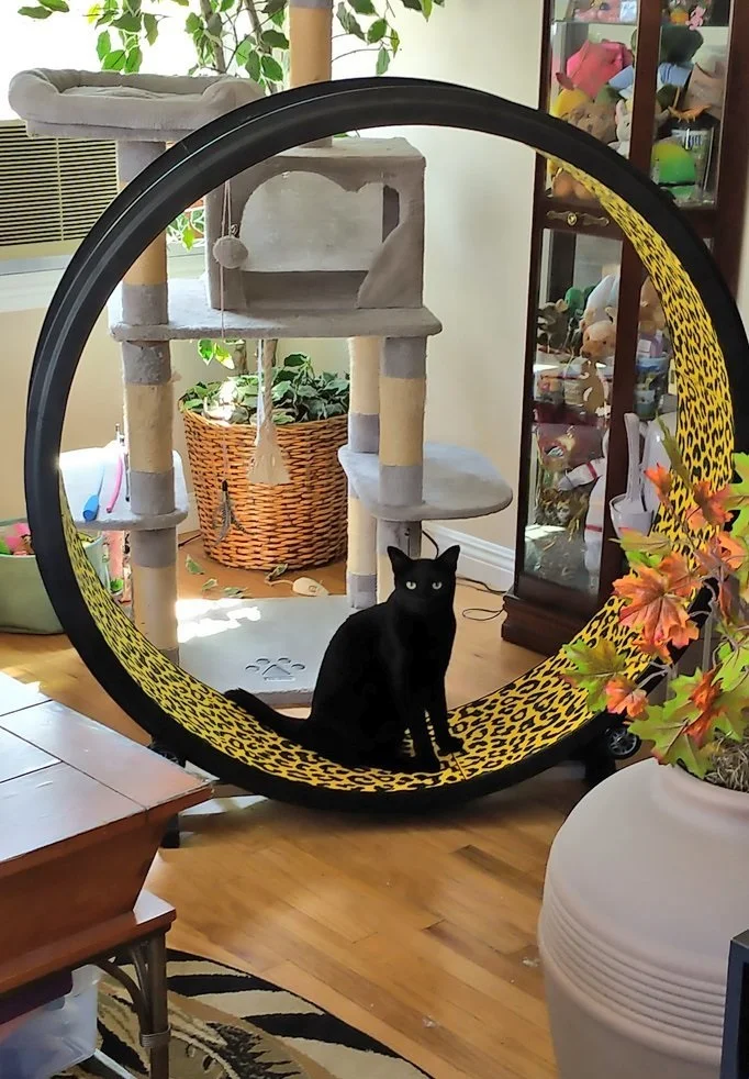 Cat Exercise Wheel