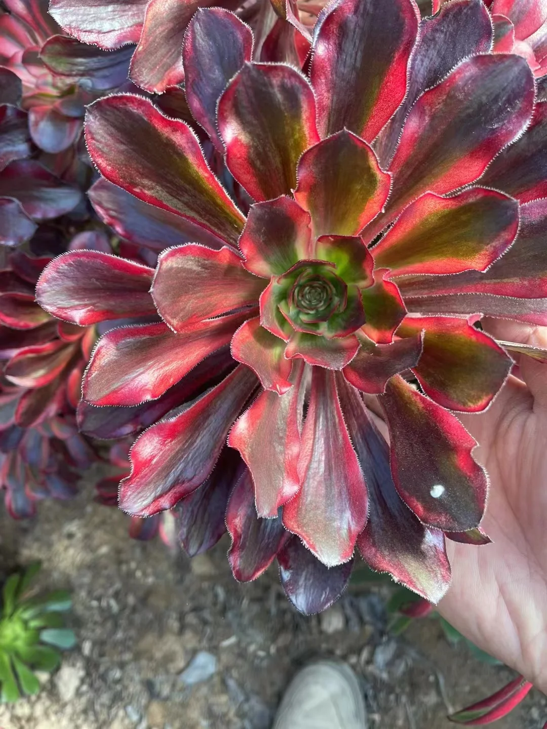 plant Aeonium Echeveria Haworthia  Caudex  Lithops Cactus  Agave 