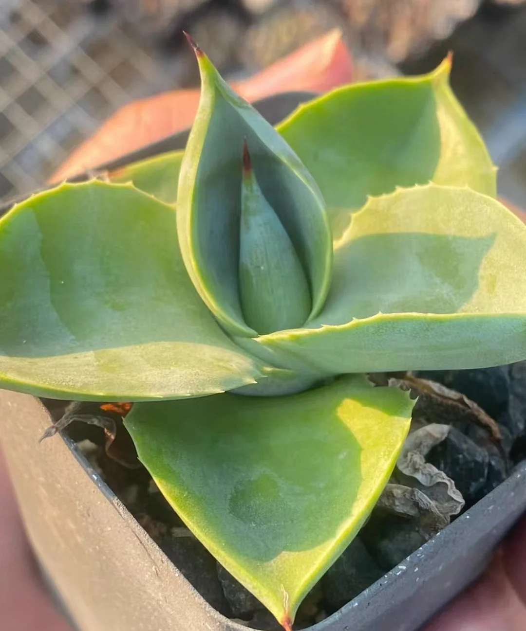 plant Aeonium Echeveria Haworthia  Caudex  Lithops Cactus  Agave 