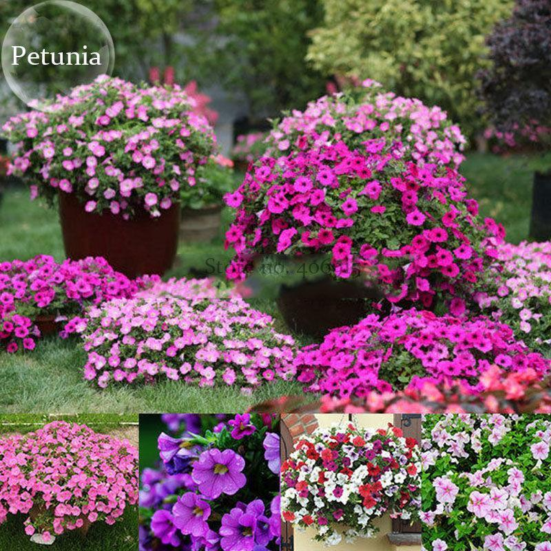 Multi-Colored  Petunia-Chilean Morning Glory Seeds