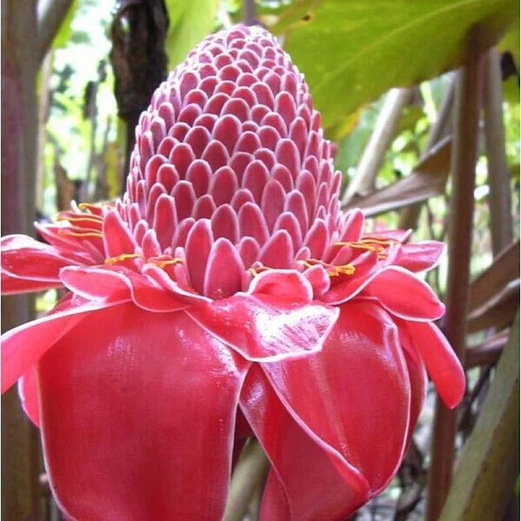 Torch Ginger - Etlingera elatior - Rare Species