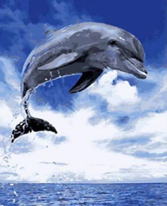 

Dolphin – Paint By Numbers - 40*50CM, 501 Original