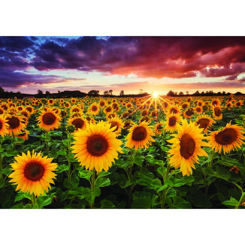 

(Multi-Size) Sunflower - Round/Square Drill Diamond Painting - 40*30CM, Square diamond 30*40cm, 501 Original