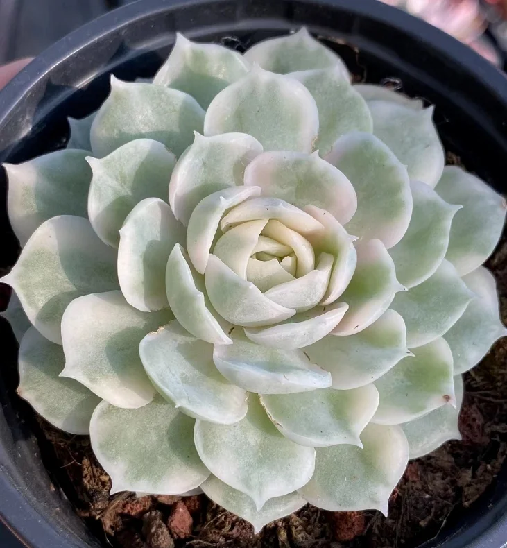 plant Aeonium Echeveria Haworthia  Caudex  Lithops Cactus  Agave 