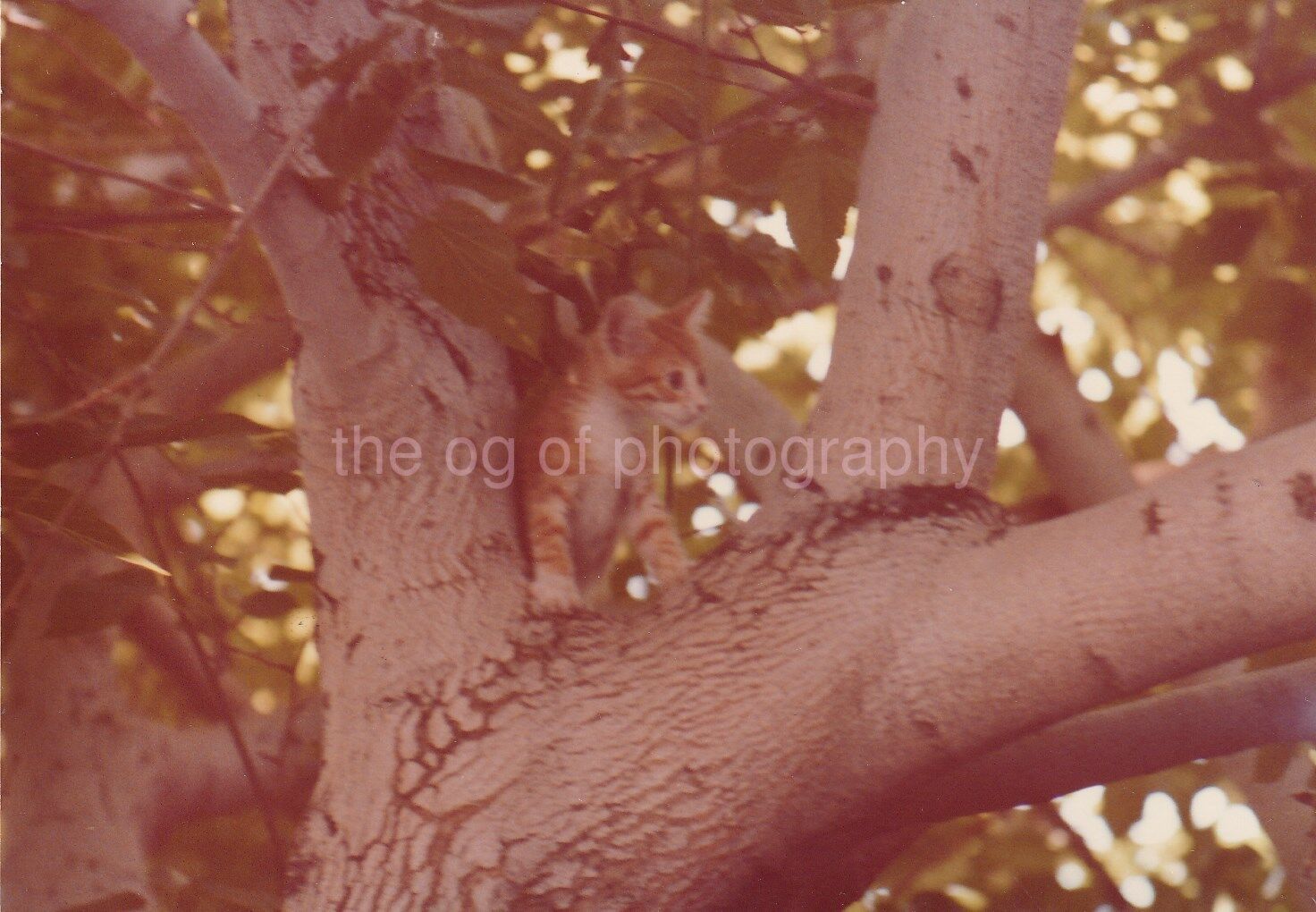 TREE CAT Vintage FOUND Photo Poster paintingGRAPH bwOriginal Snapshot 84 16