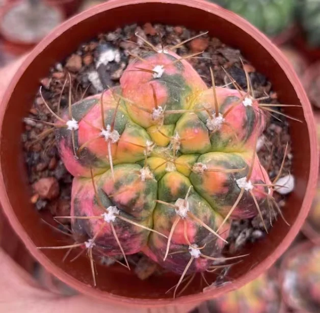 613. Gymoncalycium denudarum var, paraguayensis var   /Cactus plants /Succulent plants /  Garden landscape / Carefully select healthy plants