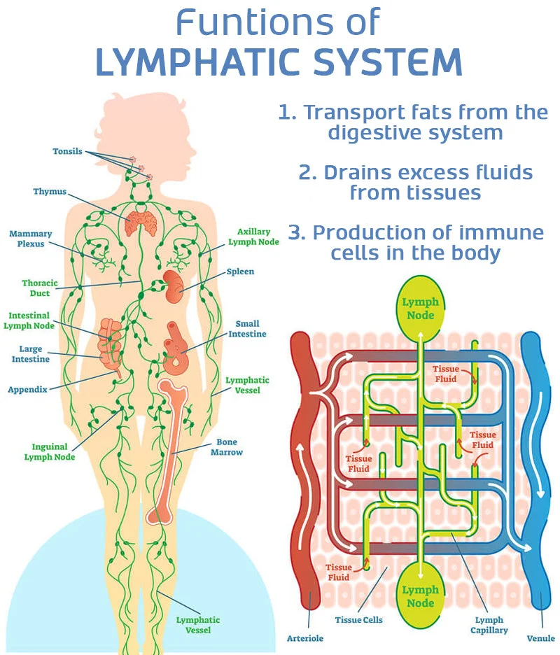 🔥LAST DAY 50%OFF🔥Smart Back Support