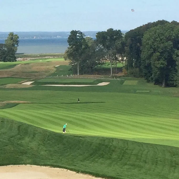 V8 Creeping Bent Grass