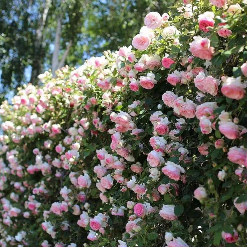 🔥49% OFF 🔥🌱Climbing Rose Seeds