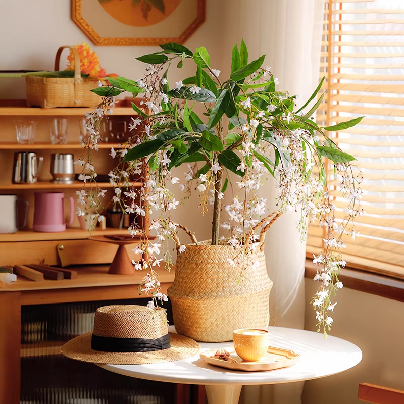 🌼Weeping Jasmine Seeds - White Jade Butterfly
