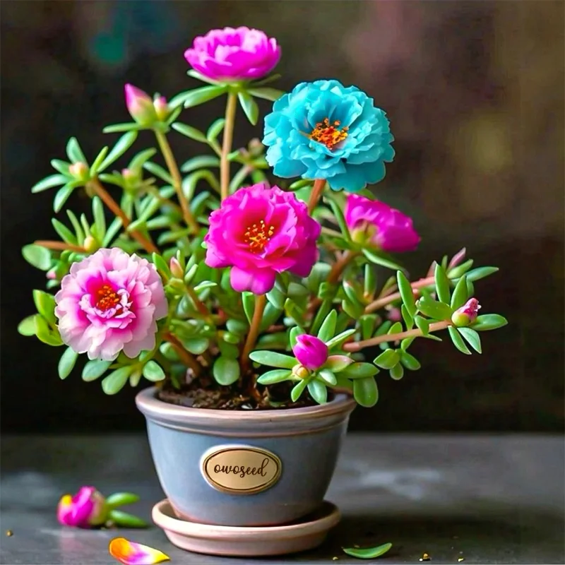 🌹MOSS ROSE—IMMORTAL FLOWER