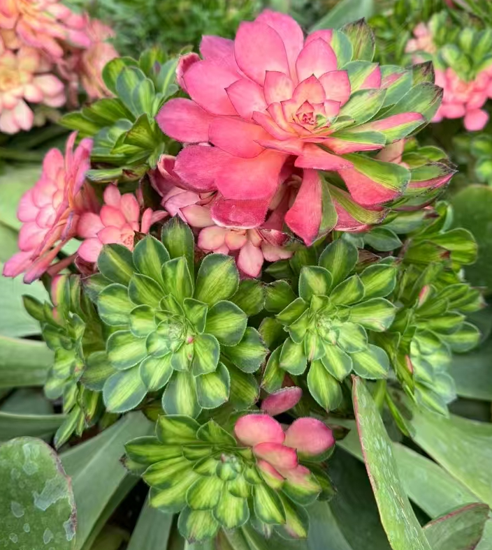 plant Aeonium Echeveria Haworthia  Caudex  Lithops Cactus  Agave 