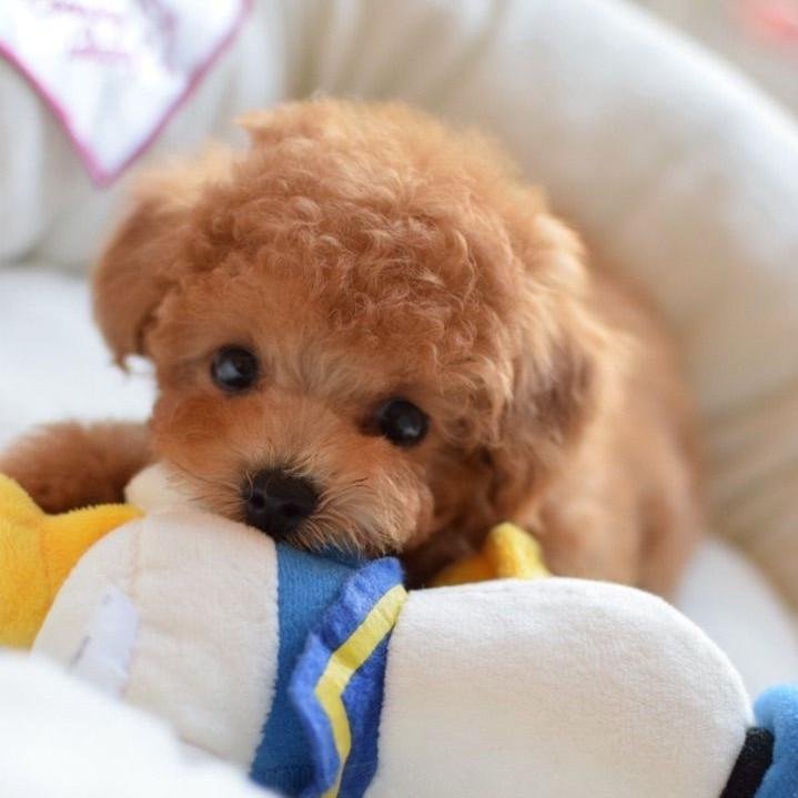 puppy teddies